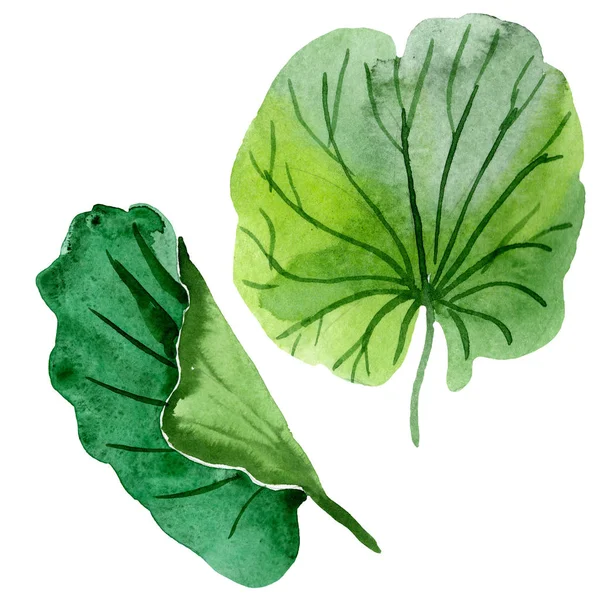 Hermosas hojas de loto verde aisladas en blanco. Ilustración de fondo acuarela. Dibujo acuarela moda acuarela elemento de ilustración aislado — Stock Photo