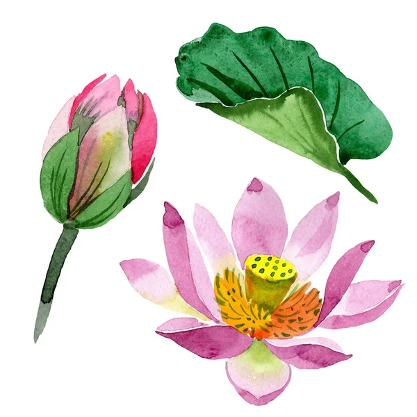 Belles fleurs de lotus violet isolé sur blanc. Illustration de fond aquarelle. Aquarelle dessin mode isolée fleurs de lotus élément illustration — Photo de stock