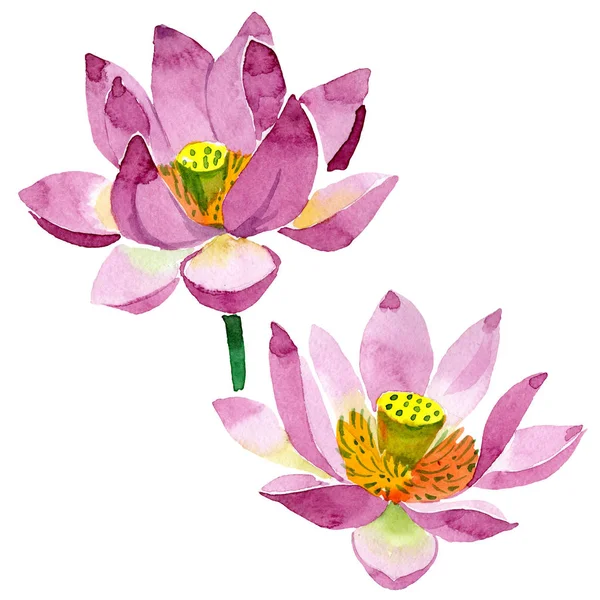 Hermosas flores de loto púrpura aisladas en blanco. Ilustración de fondo acuarela. Dibujo acuarela moda acuarela flores de loto aisladas elemento de ilustración - foto de stock