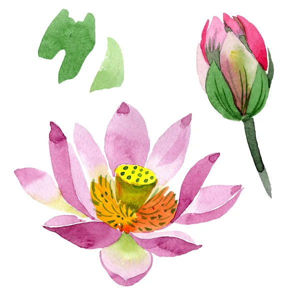 Beautiful purple lotus flowers isolated on white. Watercolor background illustration. Watercolour drawing fashion aquarelle isolated lotus flowers illustration element — Stock Photo