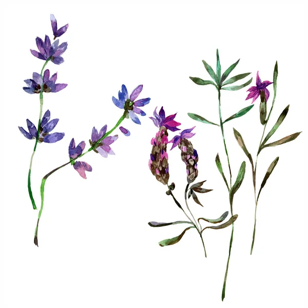 Beautiful purple lavender flowers isolated on white. Watercolor background illustration. Watercolour drawing fashion aquarelle isolated lavenders illustration element. — Stock Photo