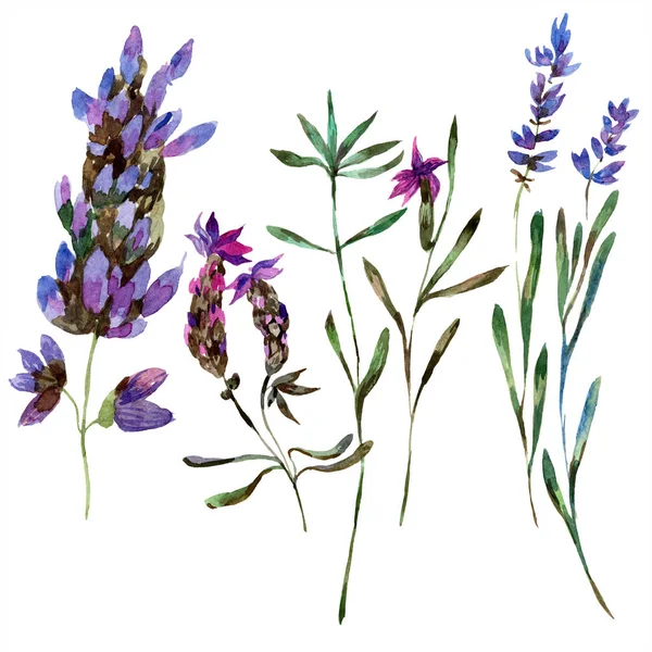 Belles fleurs de lavande pourpre isolées sur blanc. Illustration de fond aquarelle. Aquarelle dessin mode lavande isolée élément illustration . — Photo de stock