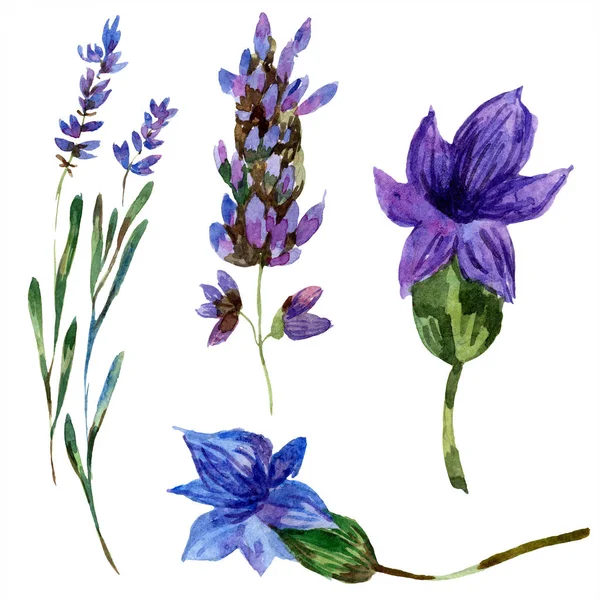 Belles fleurs de lavande pourpre isolées sur blanc. Illustration de fond aquarelle. Aquarelle dessin mode lavande isolée élément illustration . — Photo de stock