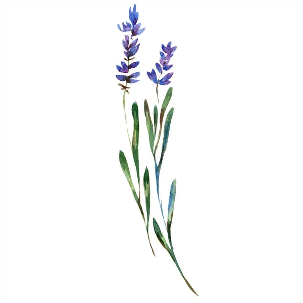 Belles fleurs de lavande pourpre isolées sur blanc. Illustration de fond aquarelle. Aquarelle dessin mode lavande isolée élément illustration . — Photo de stock