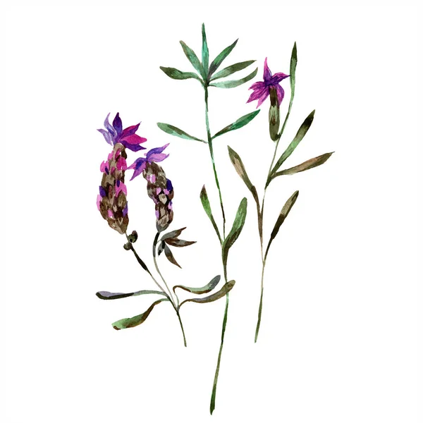 Beautiful purple lavender flowers isolated on white. Watercolor background illustration. Watercolour drawing fashion aquarelle isolated lavenders illustration element. — Stock Photo