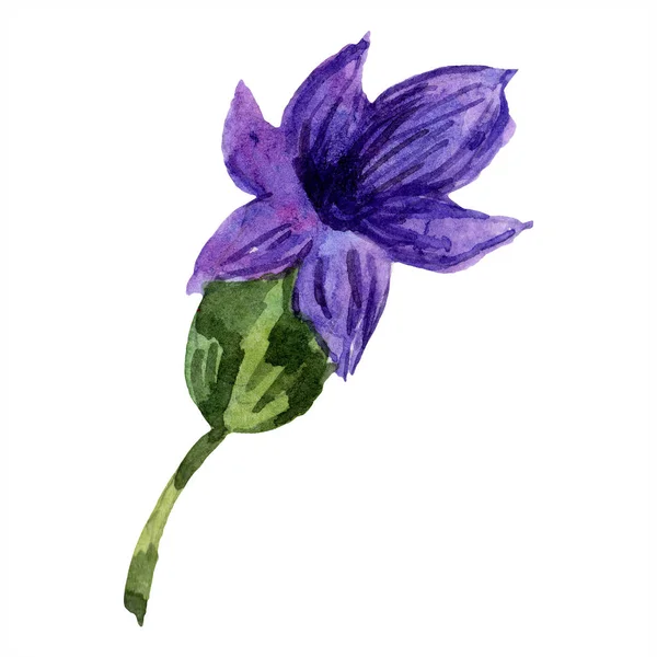 Hermosa flor de lavanda púrpura aislada en blanco. Ilustración de fondo acuarela. Acuarela dibujo moda aquarelle aislado lavanda elemento de ilustración . - foto de stock