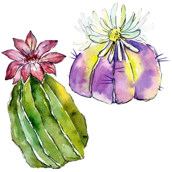 Beaux cactus verts isolés sur blanc. Illustration de fond aquarelle. Aquarelle dessin mode isolé cactus éléments d'illustration . — Photo de stock