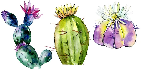 Beautiful green cactuses isolated on white. Watercolor background illustration. Watercolour drawing fashion aquarelle isolated cacti illustration elements. — Stock Photo