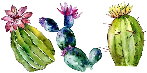 Beautiful green cactuses isolated on white. Watercolor background illustration. Watercolour drawing fashion aquarelle isolated cacti illustration elements. — Stock Photo