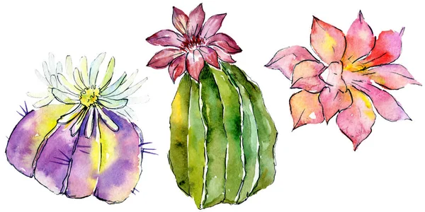 Beaux cactus verts isolés sur blanc. Illustration de fond aquarelle. Aquarelle dessin mode isolé cactus éléments d'illustration . — Photo de stock