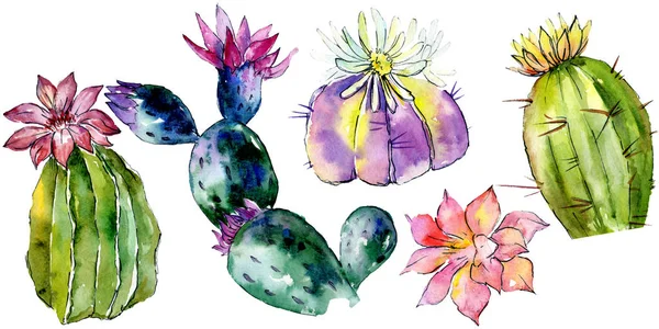 Beaux cactus verts isolés sur blanc. Illustration de fond aquarelle. Aquarelle dessin mode isolé cactus éléments d'illustration . — Stock Photo