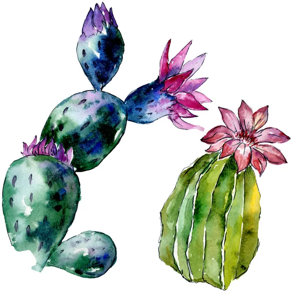 Beautiful green cactuses isolated on white. Watercolor background illustration. Watercolour drawing fashion aquarelle isolated cacti illustration elements. — Stock Photo