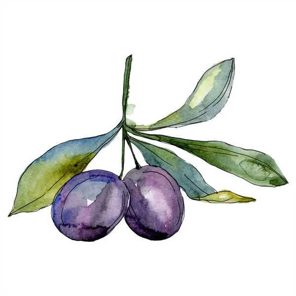 Oliven auf Zweigen mit grünen Blättern. Botanischer Garten blühendes Laub. Isolierte Oliven Illustrationselement. Aquarell Hintergrundillustration. — Stockfoto