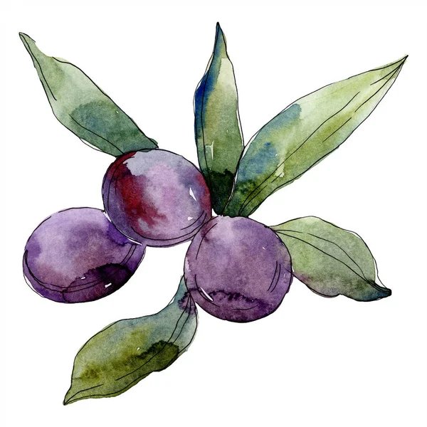 Olive su ramo con foglie verdi. Orto botanico fogliame floreale. Elemento illustrativo delle olive isolate. Acquerello sfondo illustrazione . — Foto stock