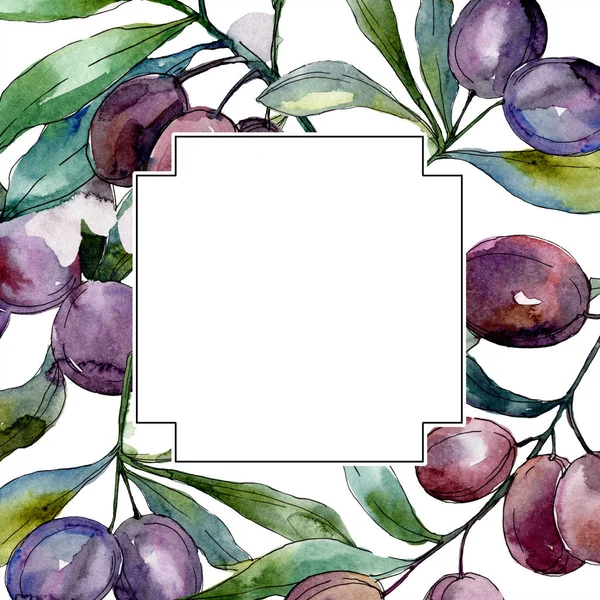 Olives noires sur les branches aux feuilles vertes. Jardin botanique feuillage floral. Illustration aquarelle sur fond blanc. Cadre carré . — Photo de stock