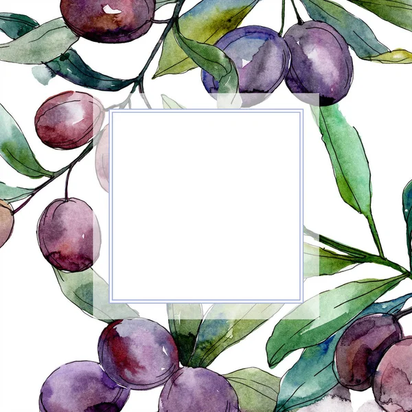 Schwarze Oliven auf Zweigen mit grünen Blättern. Botanischer Garten blühendes Laub. Aquarell-Illustration auf weißem Hintergrund. quadratischer Rahmen. — Stockfoto