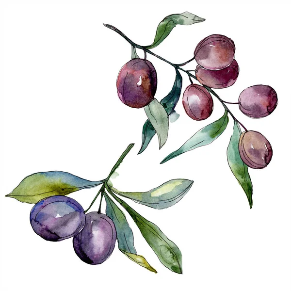 Oliven auf Zweigen mit grünen Blättern. Botanischer Garten blühendes Laub. Isolierte Oliven Illustrationselement. Aquarell Hintergrundillustration. — Stockfoto