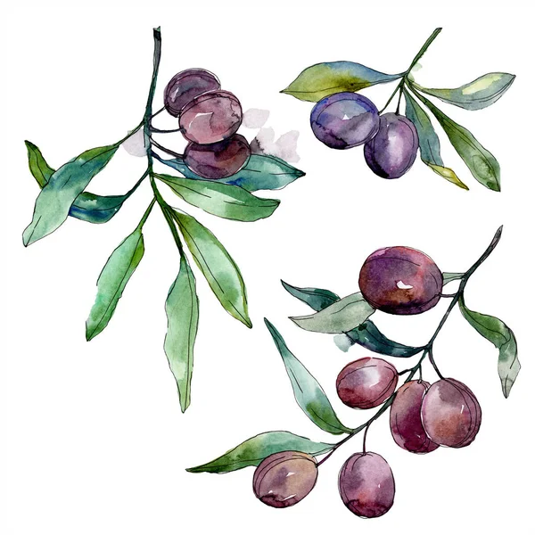 Оливки на ветвях с зелеными листьями. Ботаническая садовая цветочная листва. Изолированный элемент иллюстрации оливок. Акварель . — стоковое фото