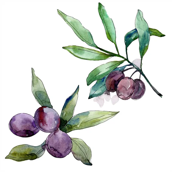Oliven auf Zweigen mit grünen Blättern. Botanischer Garten blühendes Laub. Isolierte Oliven Illustrationselement. Aquarell Hintergrundillustration. — Stockfoto