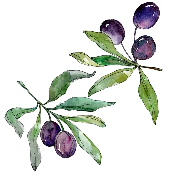 Olives on branches with green leaves. Botanical garden floral foliage. Watercolor background illustration. Watercolour drawing fashion aquarelle isolated on white background. — Stock Photo