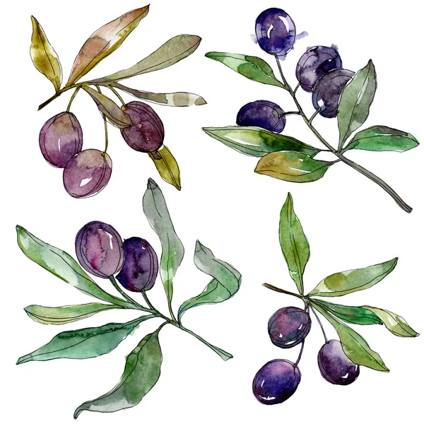 Oliven auf Zweigen mit grünen Blättern. Botanischer Garten blühendes Laub. Aquarell-Hintergrundillustration. Aquarell Zeichnung Mode Aquarell isoliert auf weißem Hintergrund. — Stockfoto