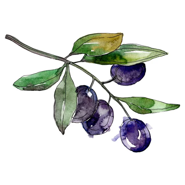 Olives on branch with green leaves. Botanical garden floral foliage. Watercolor background illustration. Watercolour drawing fashion aquarelle isolated on white background. — Stock Photo