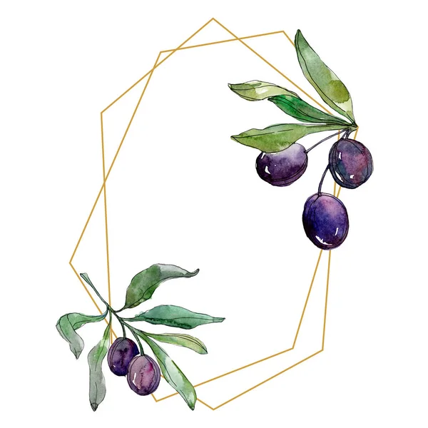 Olives on branches with green leaves. Botanical garden floral foliage. Watercolor illustration on white background. Frame golden crystal. — Stock Photo