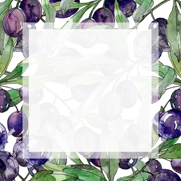 Schwarze Oliven auf Zweigen mit grünen Blättern. Botanischer Garten blühendes Laub. Aquarell-Illustration auf weißem Hintergrund. quadratischer Rahmen. — Stockfoto
