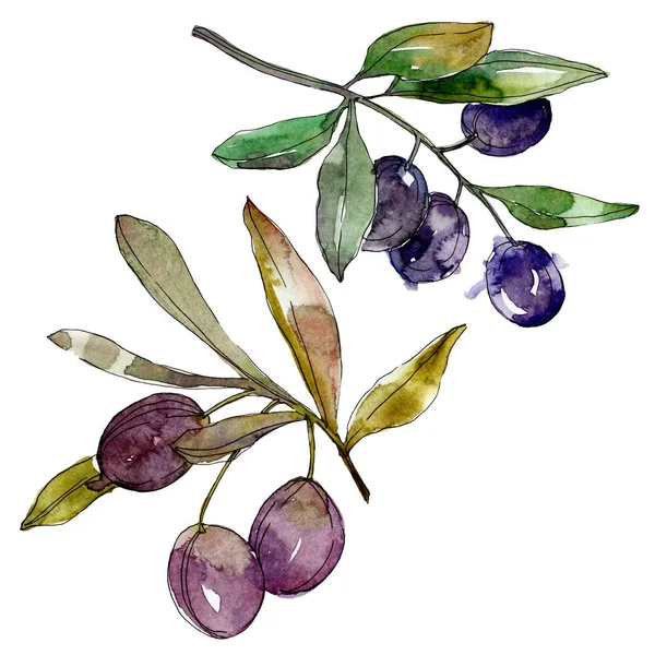 Oliven auf Zweigen mit grünen Blättern. Botanischer Garten blühendes Laub. Aquarell-Hintergrundillustration. Aquarell Zeichnung Mode Aquarell isoliert auf weißem Hintergrund. — Stockfoto