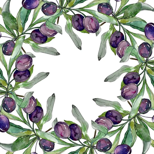 Oliven auf Zweigen mit grünen Blättern. Botanischer Garten blühendes Laub. Aquarell-Illustration auf weißem Hintergrund. Rundrahmen. — Stockfoto