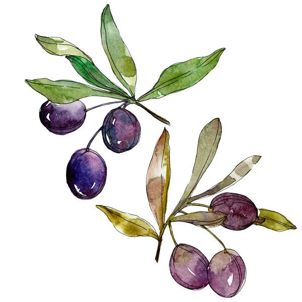 Olive su rami con foglie verdi. Orto botanico fogliame floreale. Illustrazione acquerello sfondo. Acquerello disegno moda acquerello isolato su sfondo bianco . — Foto stock