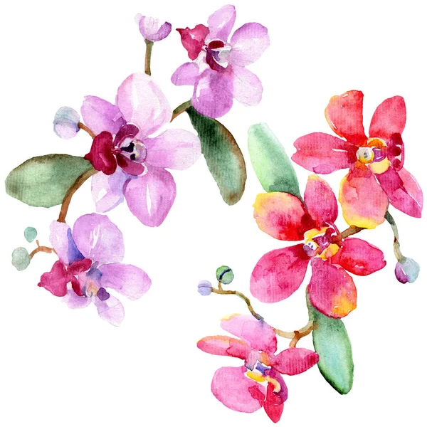 Beautiful orchid flowers with green leaves isolated on white. Watercolor background illustration. Watercolour drawing fashion aquarelle. Isolated orchids illustration element. — Stock Photo