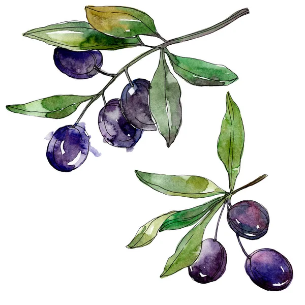 Olives on branches with green leaves. Botanical garden floral foliage. Watercolor background illustration. Watercolour drawing fashion aquarelle isolated on white background. — Stock Photo