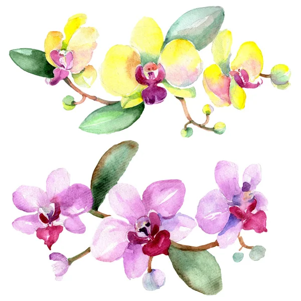 Beautiful orchid flowers with green leaves isolated on white. Watercolor background illustration. Watercolour drawing fashion aquarelle. Isolated orchids illustration element. — Stock Photo