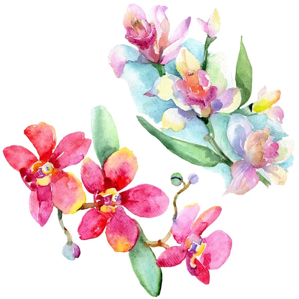 Beautiful orchid flowers with green leaves isolated on white. Watercolor background illustration. Watercolour drawing fashion aquarelle. Isolated orchids illustration element. — Stock Photo