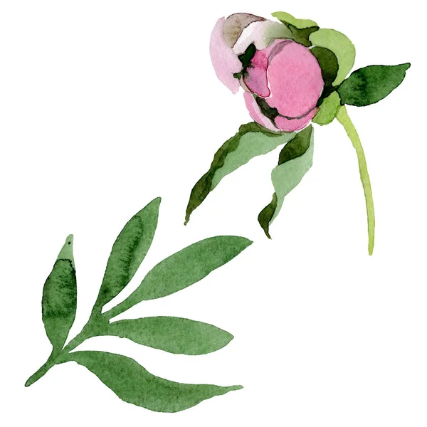 Schöne rosa Pfingstrose Blume isoliert auf weißem Hintergrund. Aquarell zeichnen Mode-Aquarell. isolierte Pfingstrose Blume Illustration Element. — Stockfoto