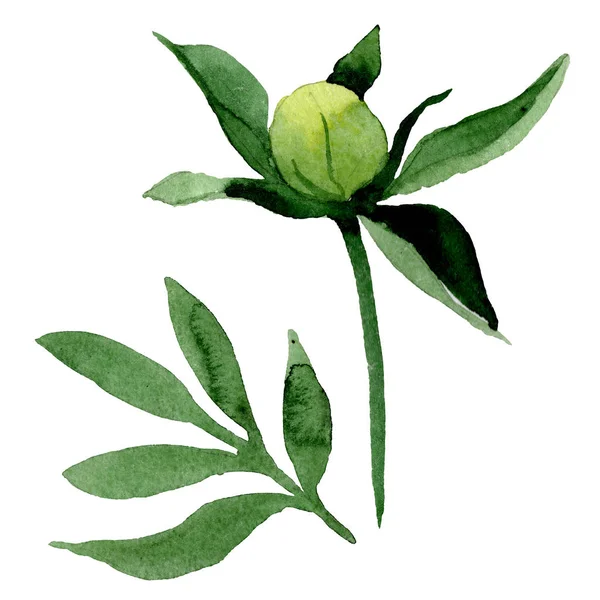 Beautiful green peony leaves and bud isolated on white background. Watercolour drawing fashion aquarelle. Isolated peony leaves illustration element. — Stock Photo