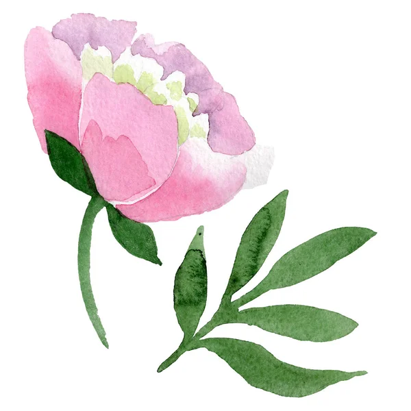 Hermosa flor de peonía rosa aislada sobre fondo blanco. Acuarela dibujo moda aquarelle. Elemento de ilustración de flor de peonía aislada . - foto de stock