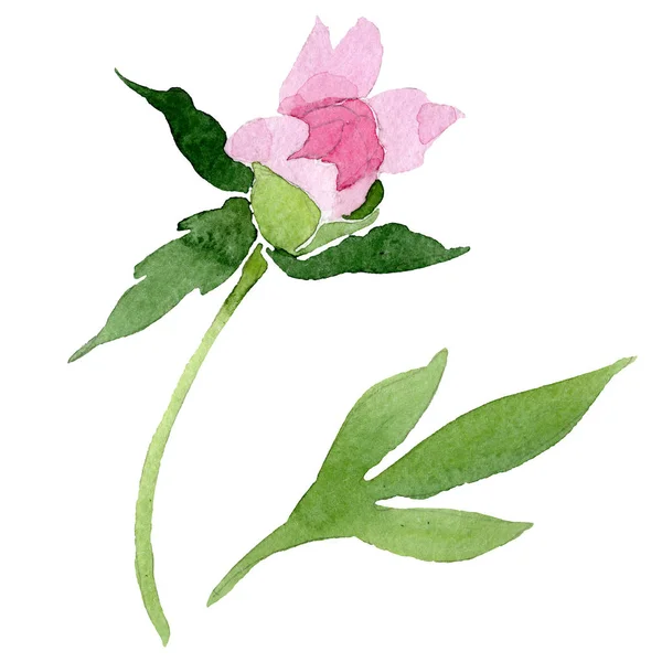 Hermosa flor de peonía rosa aislada sobre fondo blanco. Acuarela dibujo moda aquarelle. Elemento de ilustración de flor de peonía aislada . — Stock Photo