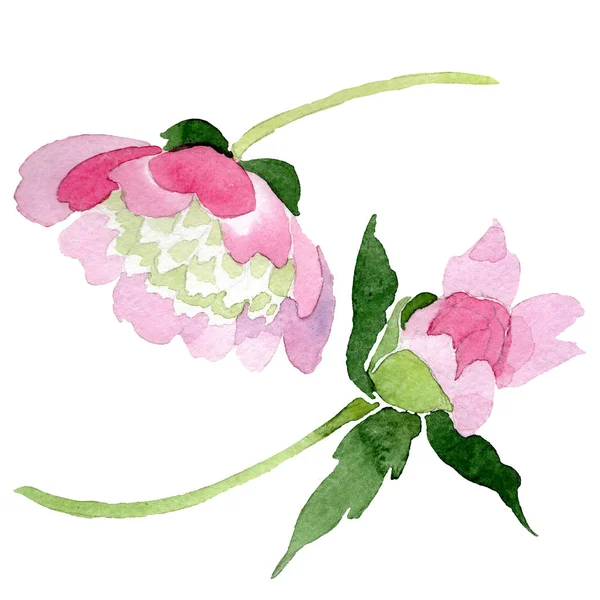 Hermosas flores de peonía rosa aisladas sobre fondo blanco. Acuarela dibujo moda aquarelle. Elemento ilustrativo de flores de peonía aisladas . - foto de stock