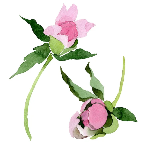 Beautiful pink peony flowers isolated on white background. Watercolour drawing fashion aquarelle. Isolated peony flowers illustration element. — Stock Photo