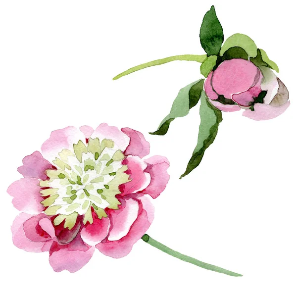 Beautiful pink peony flowers isolated on white background. Watercolour drawing fashion aquarelle. Isolated peony flowers illustration element. — Stock Photo