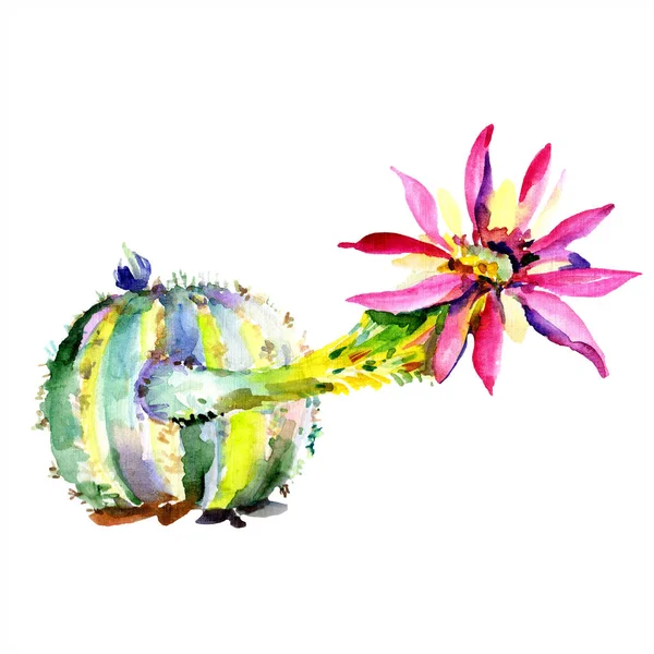 Cactus verde con flor. Acuarela dibujo moda acuarela aislado. Elemento aislado de ilustración de cactus . - foto de stock