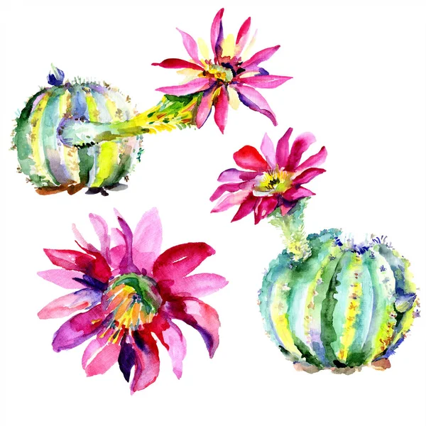 Green cactuses with pink flowers. Watercolour drawing fashion aquarelle isolated. Isolated cacti illustration element. — Stock Photo