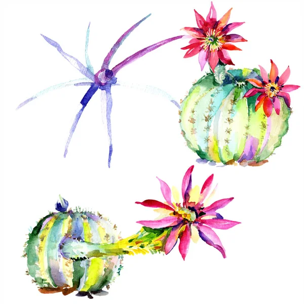 Grüne Kakteen mit rosa Blüten. Aquarellzeichnung Modeaquarell isoliert. isolierte Kakteen Illustrationselement. — Stockfoto