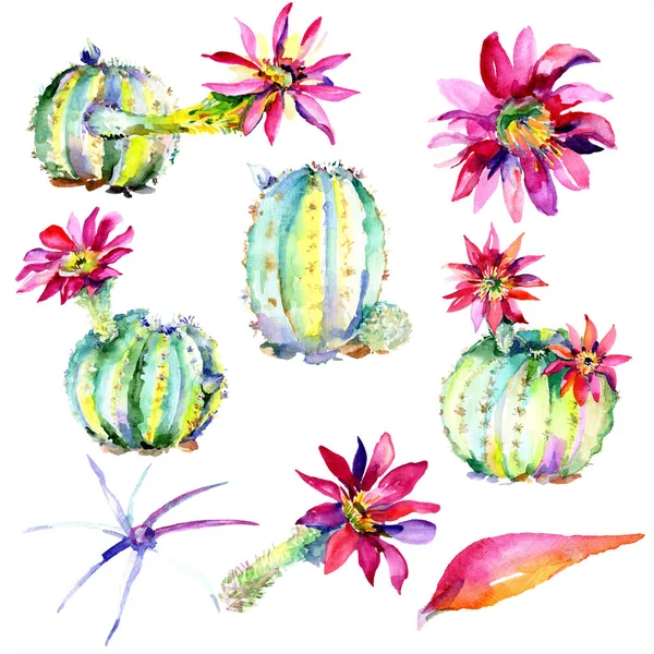 Grüne Kakteen mit rosa Blüten. Aquarell-Illustrationsset. — Stockfoto