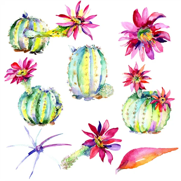 Cactos verdes com flores rosa. Conjunto de ilustrações aquarela . — Fotografia de Stock