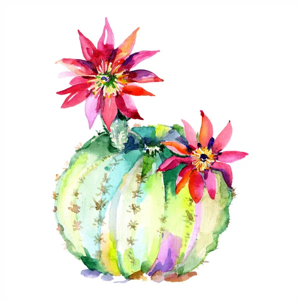 Cactus verde con fiori. Illustrazione isolata ad acquerello . — Foto stock
