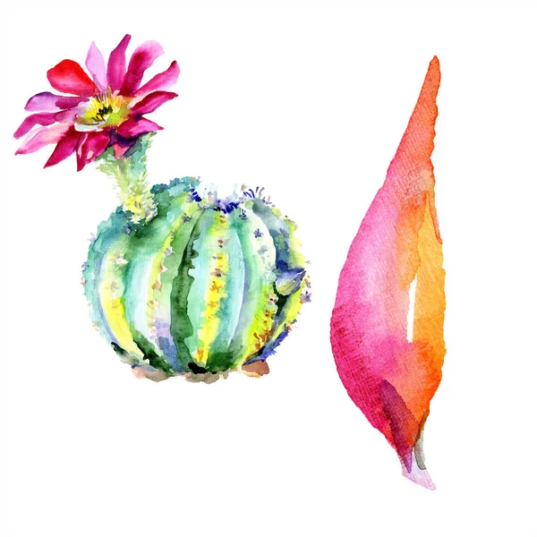 Grüner Kaktus mit Wildblume. Aquarell isolierte Illustration . — Stockfoto