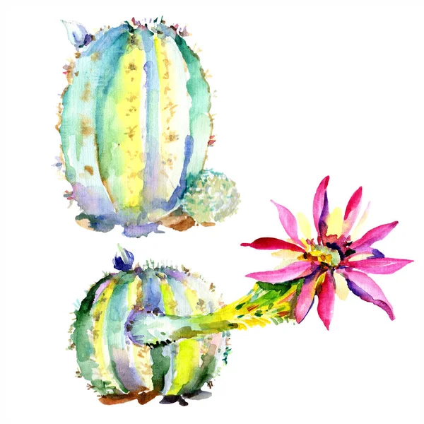 Cactus verts avec illustration aquarelle isolée de fleurs sauvages — Photo de stock